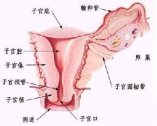成都盆腔炎的前期症状是什么呢?